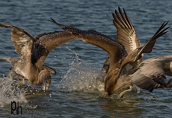 Pelicans-Feeding-2-0657 - Natural World Birds