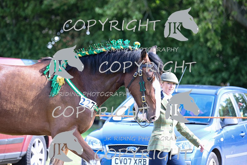 APP_3155 - Class 3 Youngstock