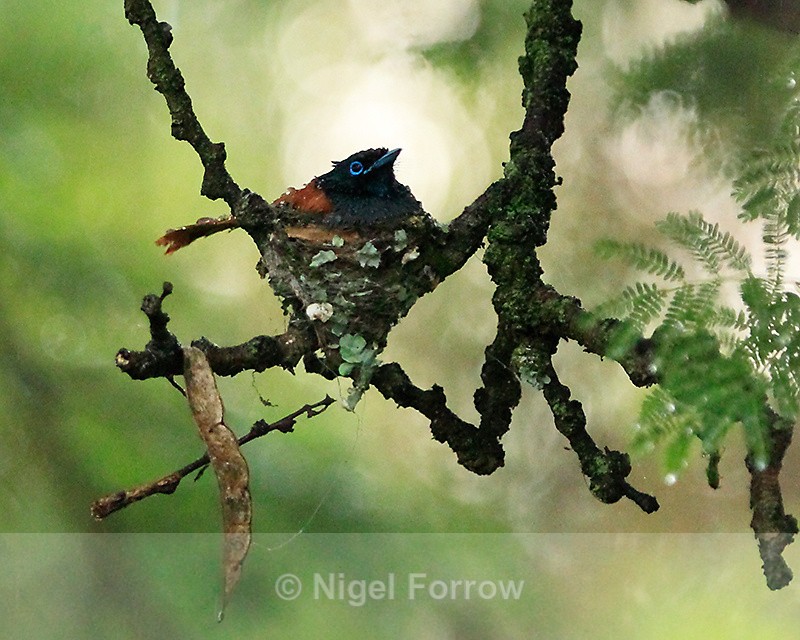 African Paradise-flycatcher sheltering in a nest from heavy rain - African Paradise-flycatcher