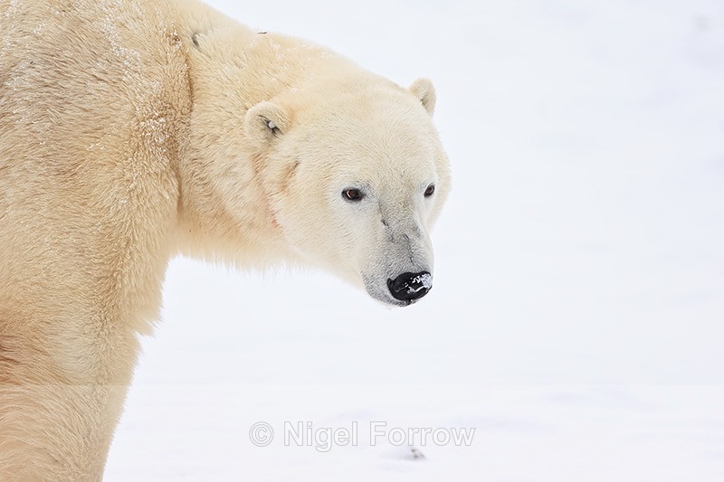 Polar Bear close to buggy, Churchill, Canada - Polar Bear