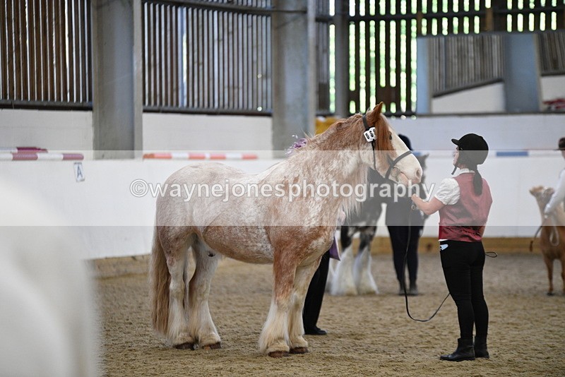 WJ5_4740 - Class 7 In hand coloured / odd coloured
