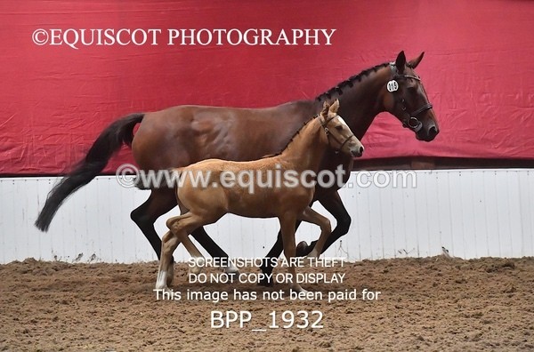 BPP_1932 - AFTERNOON 12.30 - 3.30PM