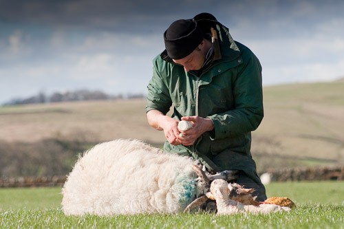 13 - The Lambing