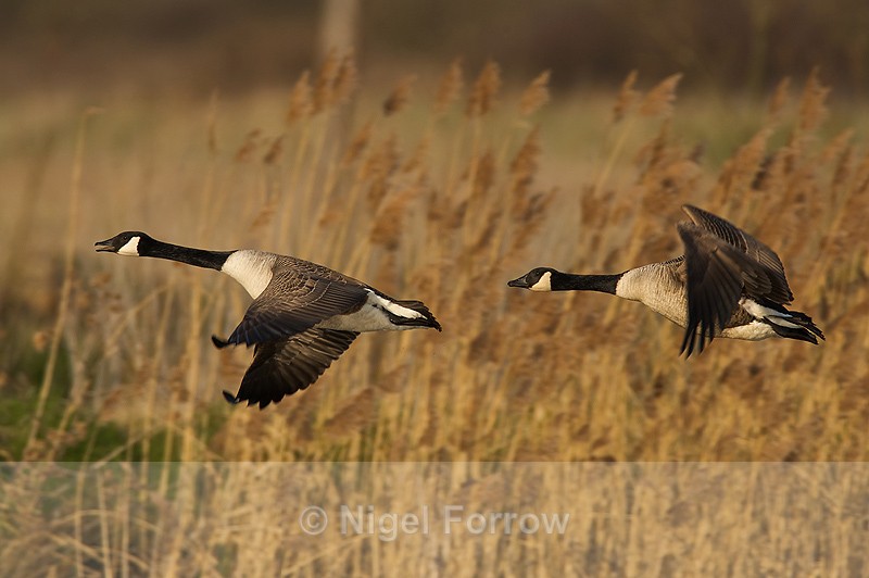 Canada Geese in flight over the northern lagoon at Otmoor - Canada Goose
