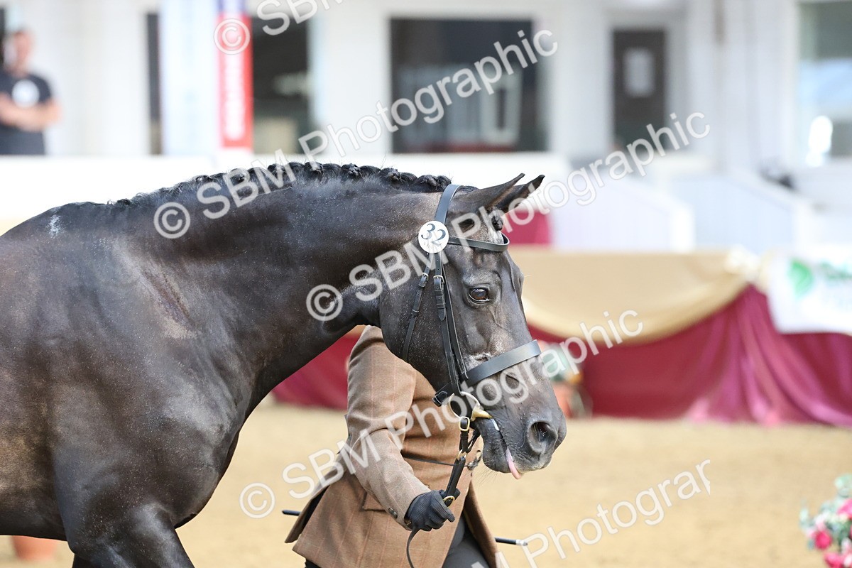 SBM_21856 - Class 901 - Supreme Final - IH  Diamond