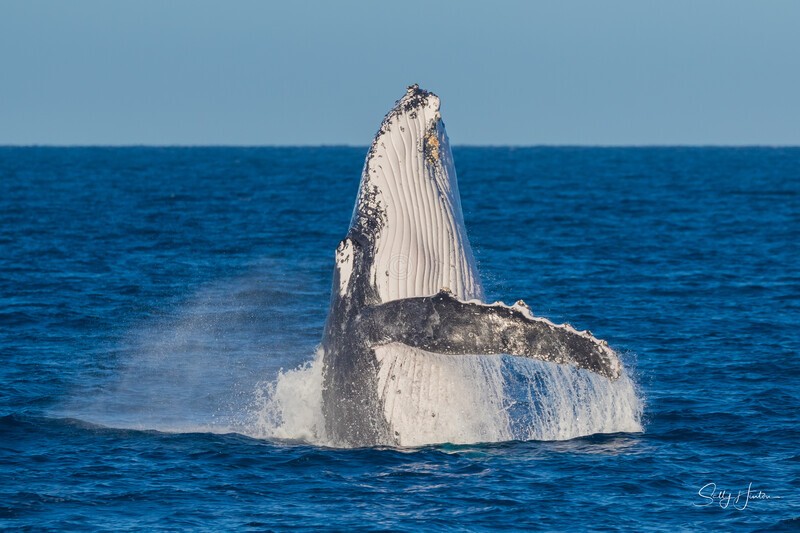 HB Breach 27. 0A3A5885 - Copy - 2025 Hervey Bay Whales