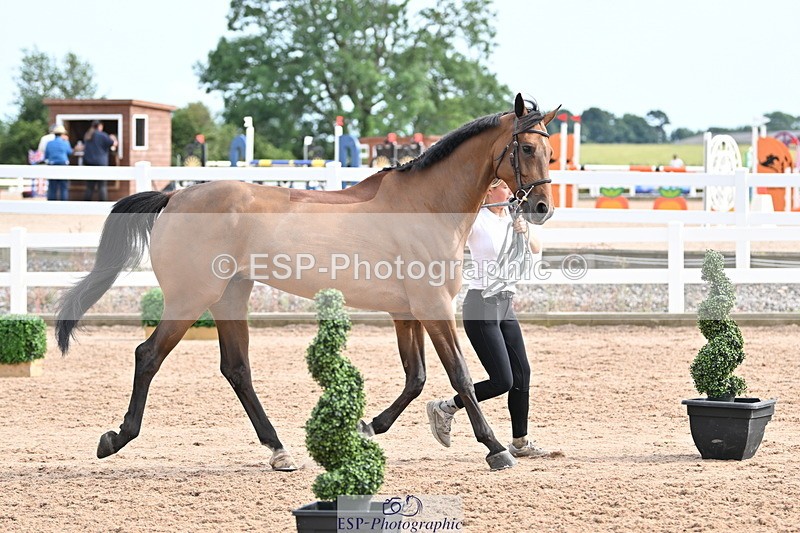 240717A-165652-03558 - Trot Up 4pm to 5pm