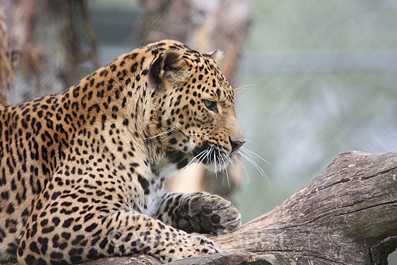 Leopard - Wildlife