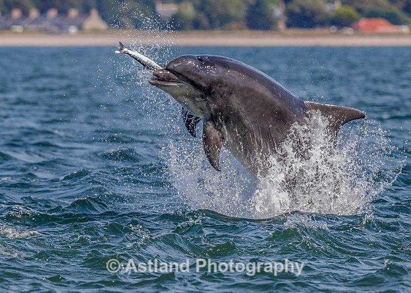 Astland Photography, Bird and Wildlife Images, Susan and Peter Wilson, U.K.