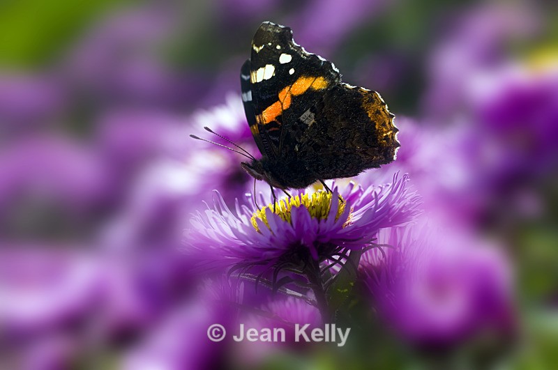 Red Admiral butterfly - 7236 - Insects