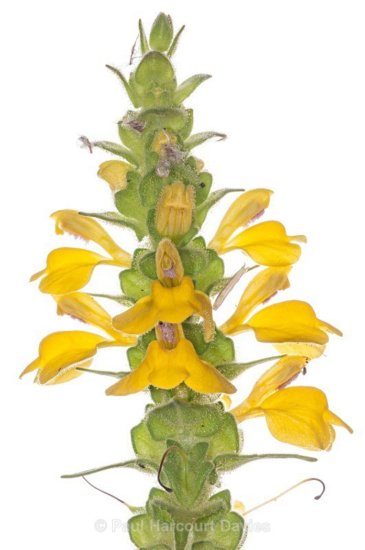 Bellardia (Bellardia trixago - Plants - WB