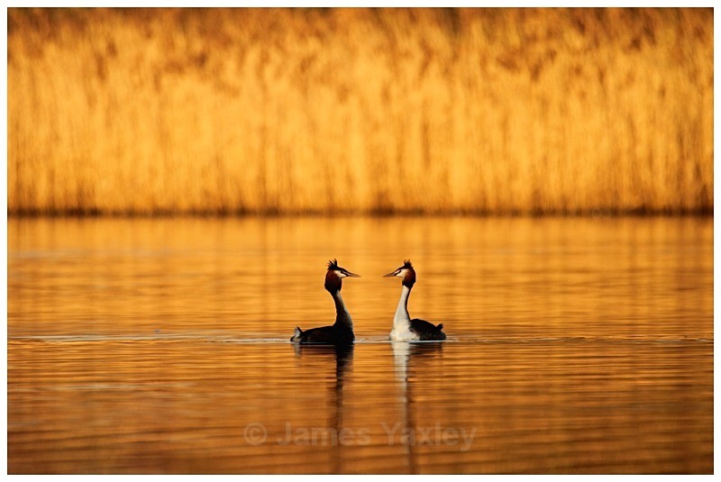 Great Crested Grebe Courtship - The British Wildlife Photography Awards 2009 to 2014