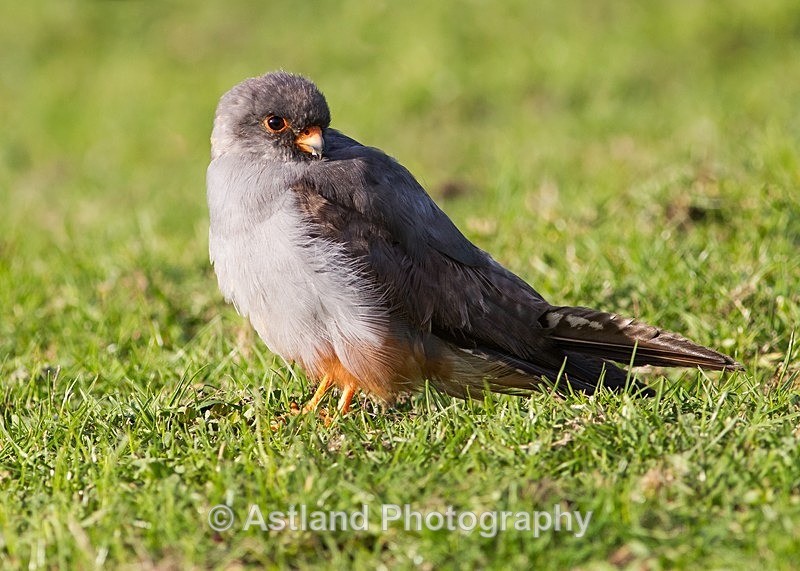 Astland Photography, Bird and Wildlife Images, Susan and Peter Wilson, U.K.