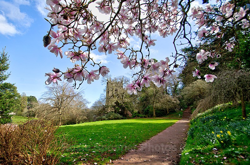 Springtime Cockington - Cockington