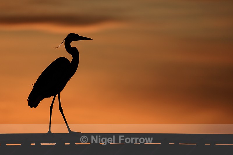 Great Blue Heron silhouette, Fort De Soto, Florida - Great Blue Heron