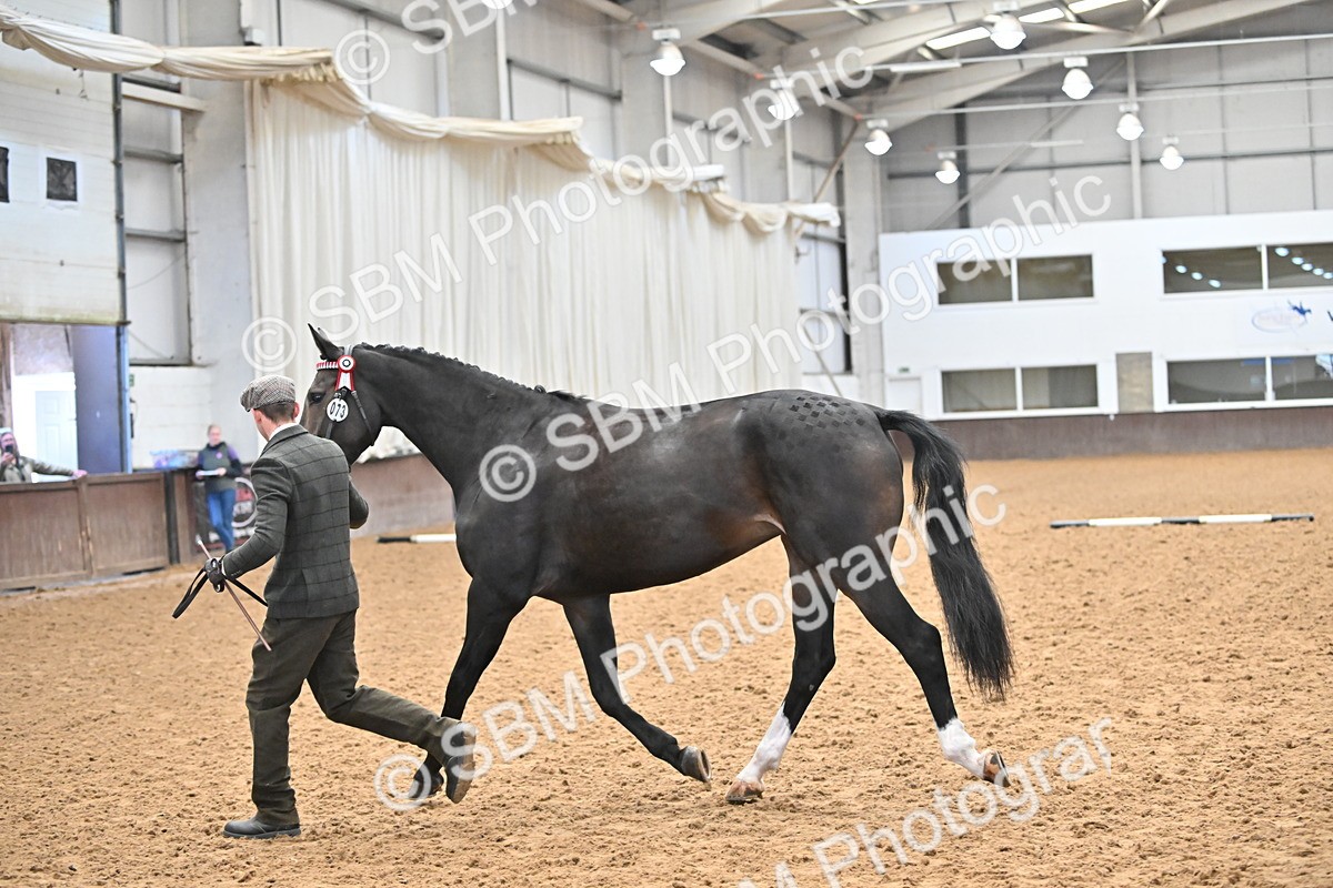 EB7_8432 - Class 3 - In Hand Foreign Breeds & Warmbloods