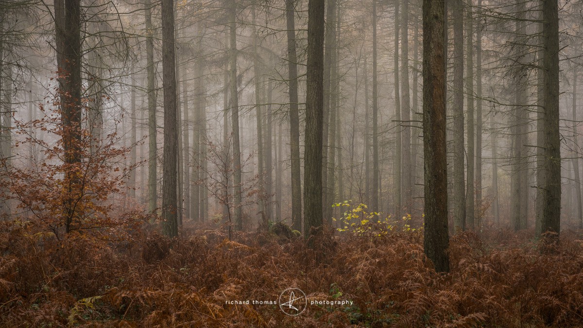 Untrod path - Woodland
