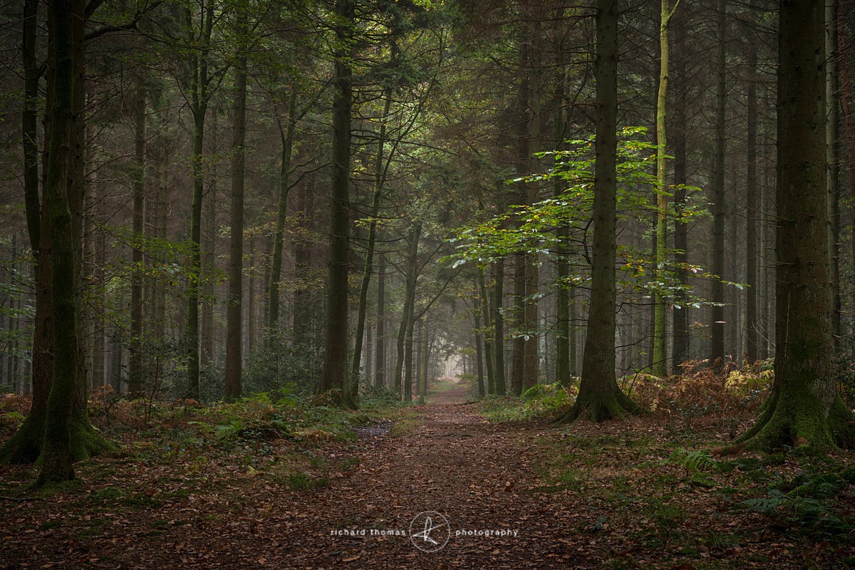 Dancing in the light - Woodland