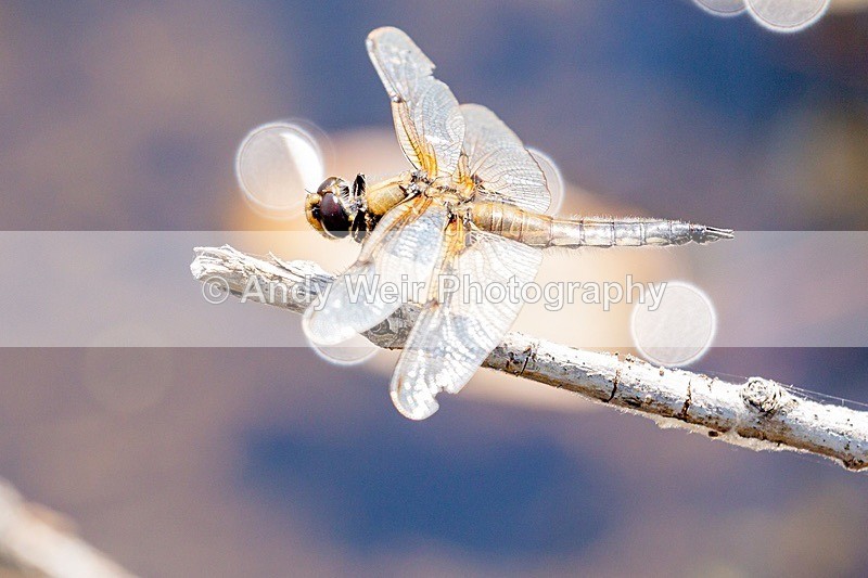 20180704-Rixton-3K8A1833 - Dragonflies & Damselflies