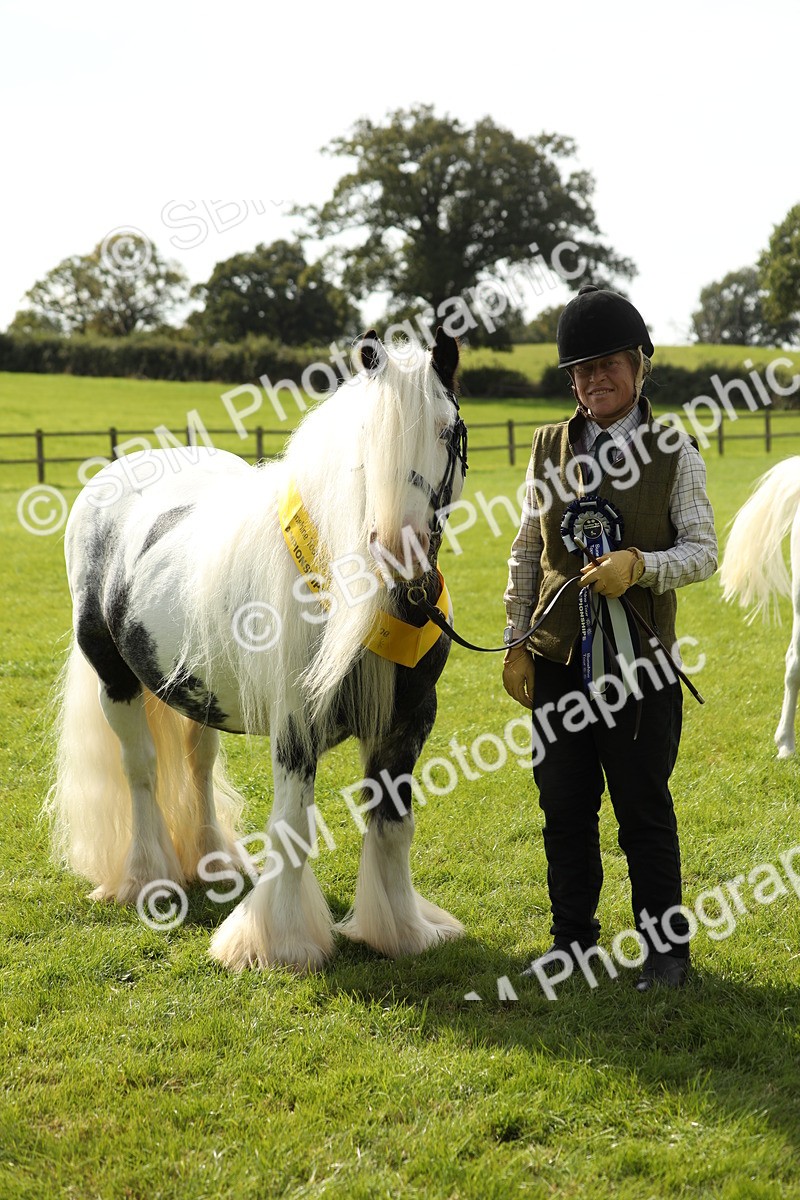 SBM_66362 - In Hand Pony & Youngstock Supreme Championship