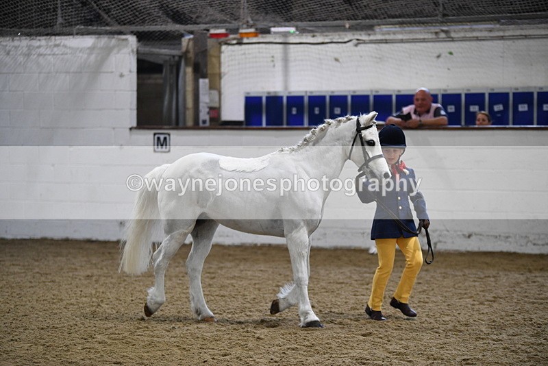 WJ5_4653 - Class 3 Part Bred In hand