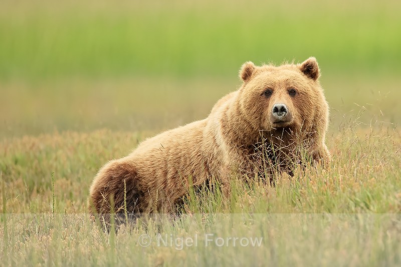 Brown Bear resting in meadow, Silver Salmon Creek, Alaska - Brown Bear