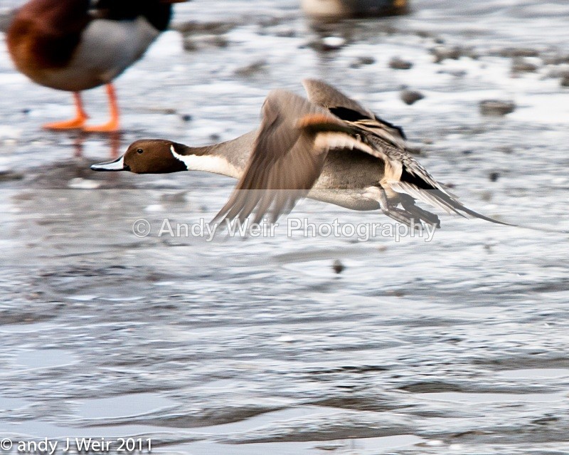 Pintail-7986 - Pintail