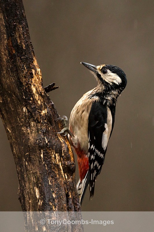 Great-spotted Woodpecker - Buzzard and Drinking Pool Hides