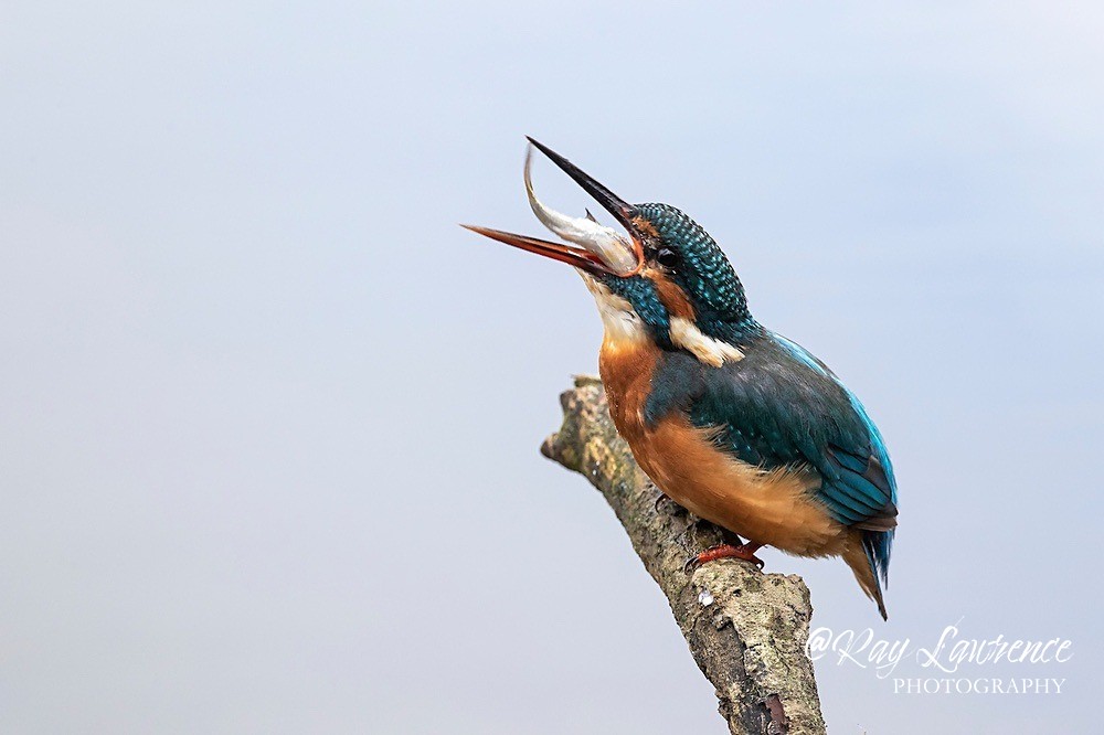 Kingfisher Alcedo Atthis027 - Kingfishers