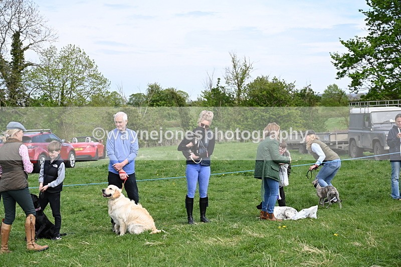 WJ6_9136 - Class 8 Best Working / Gun Dog or Bitch