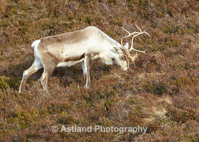 Astland Photography, Bird and Wildlife Images, Susan and Peter Wilson, U.K.