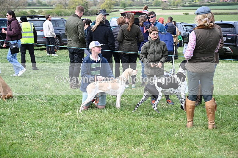 WJ6_8730 - Class 8 Best Working / Gun Dog or Bitch