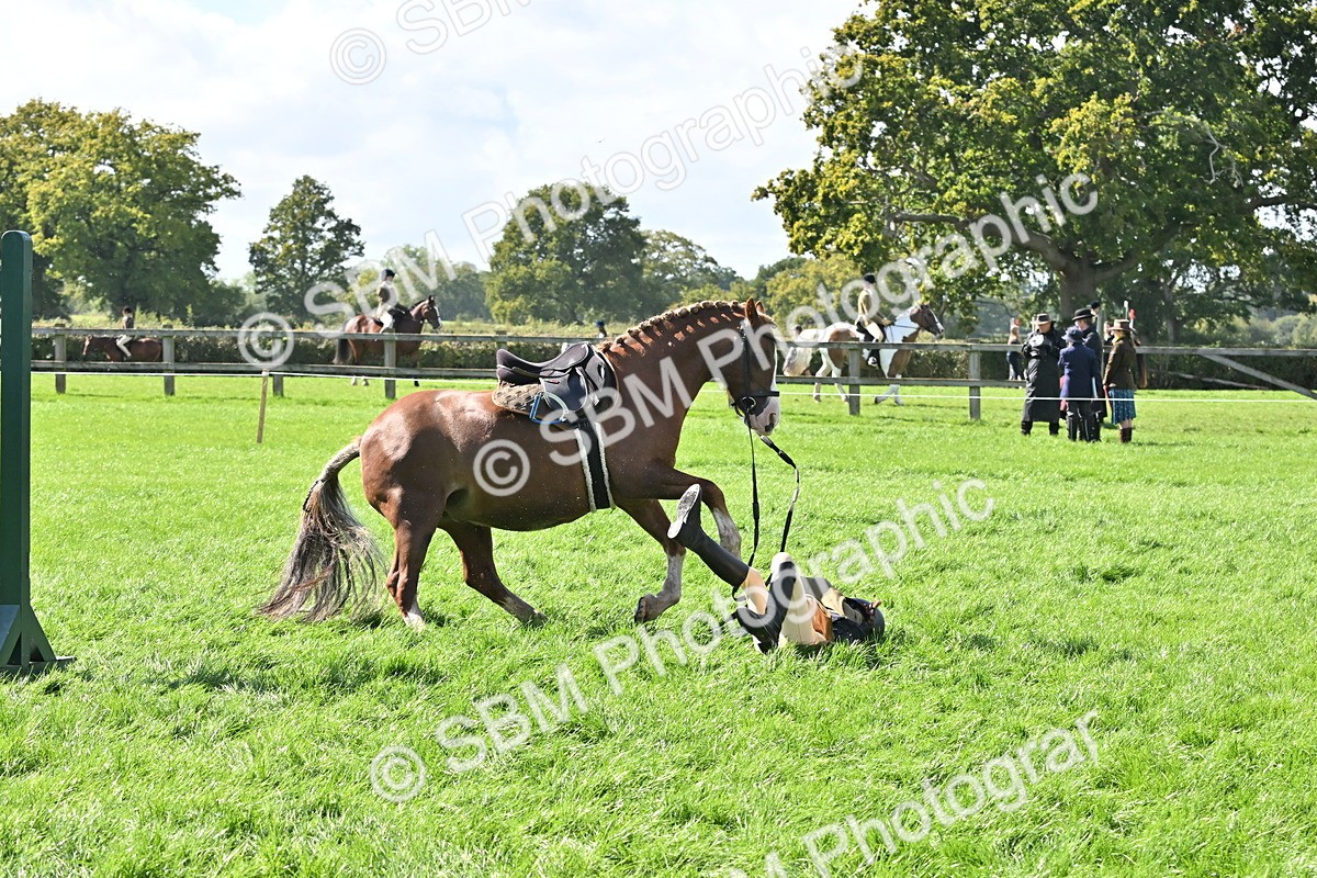 SBM_44541 - S13 - Pony Club Pony