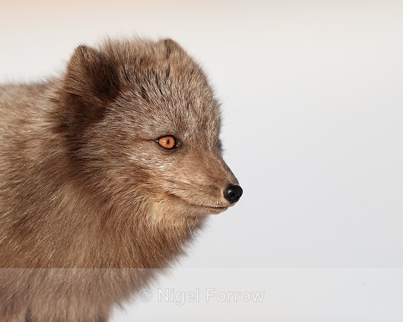 Dark Arctic Fox close, Svalbard, Norway - Arctic Fox