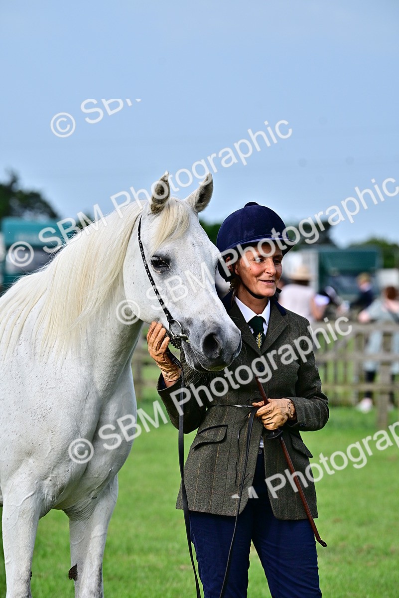 SBM_00021 - Class 46-49 - Arab and Part Bed-Anglo Arab In Hand