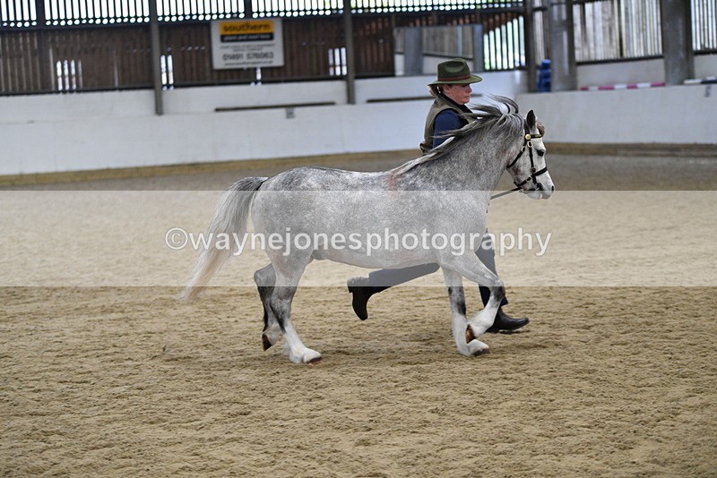 WJ5_5697 - Morning in hand Championship
