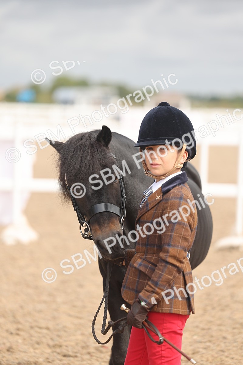 SBM_04422 - Class 18 - Handsomest Gelding (IH or Ridden)