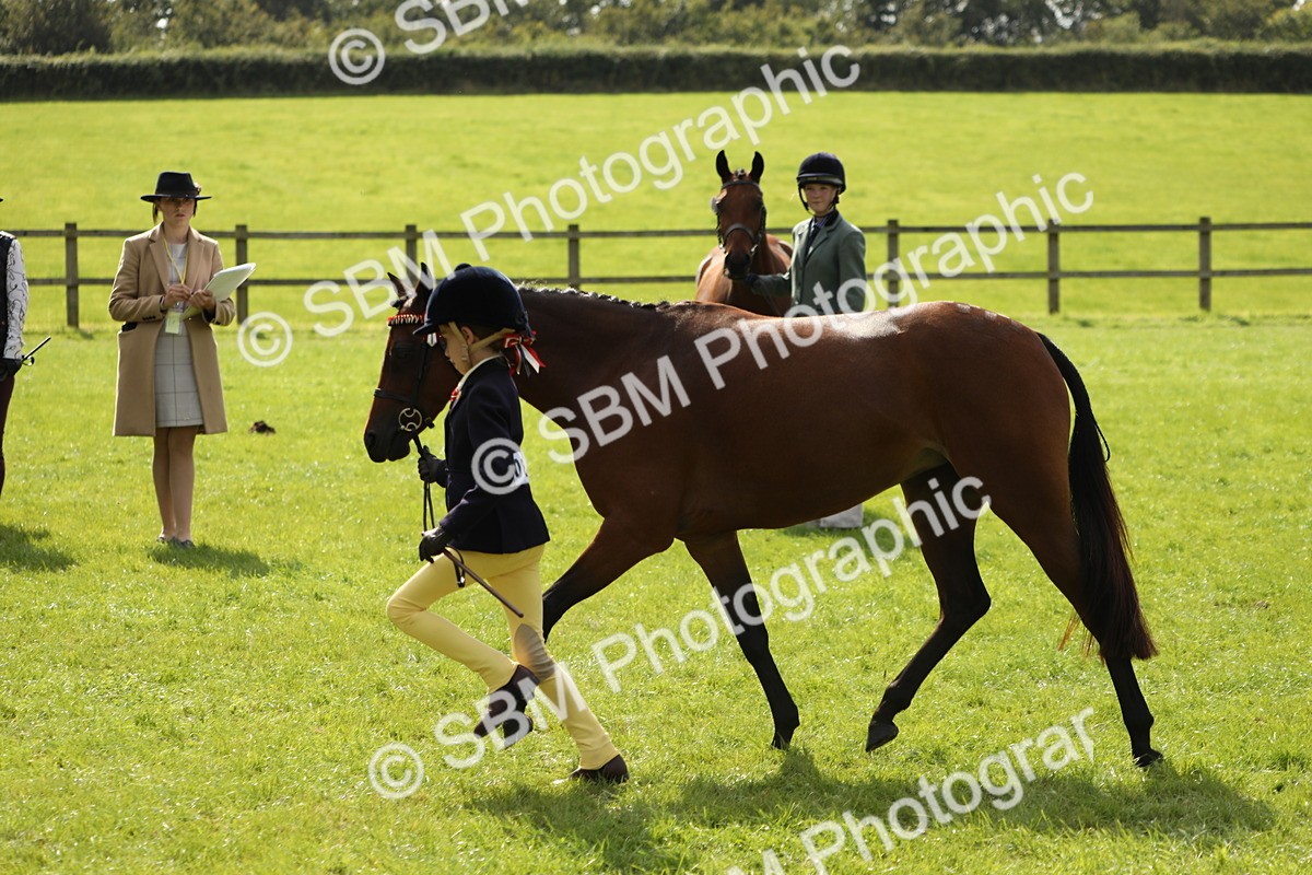 SBM_65588 - S48 - Show Pony & Show Hunter Pony In Hand