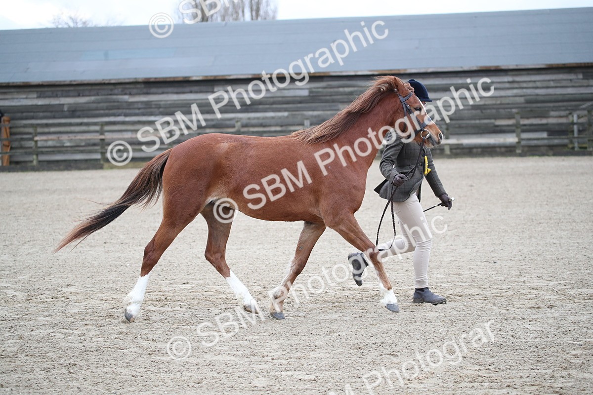 SBM_003960 - Class 1-4 - Young Stock classes Inc. In Hand Championship