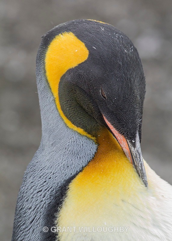  - Antartica