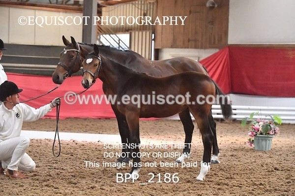 BPP_2186 - AFTERNOON 12.30 - 3.30PM