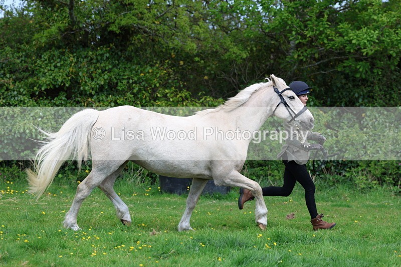 3E7A0505 - Class 20: Sports Horse