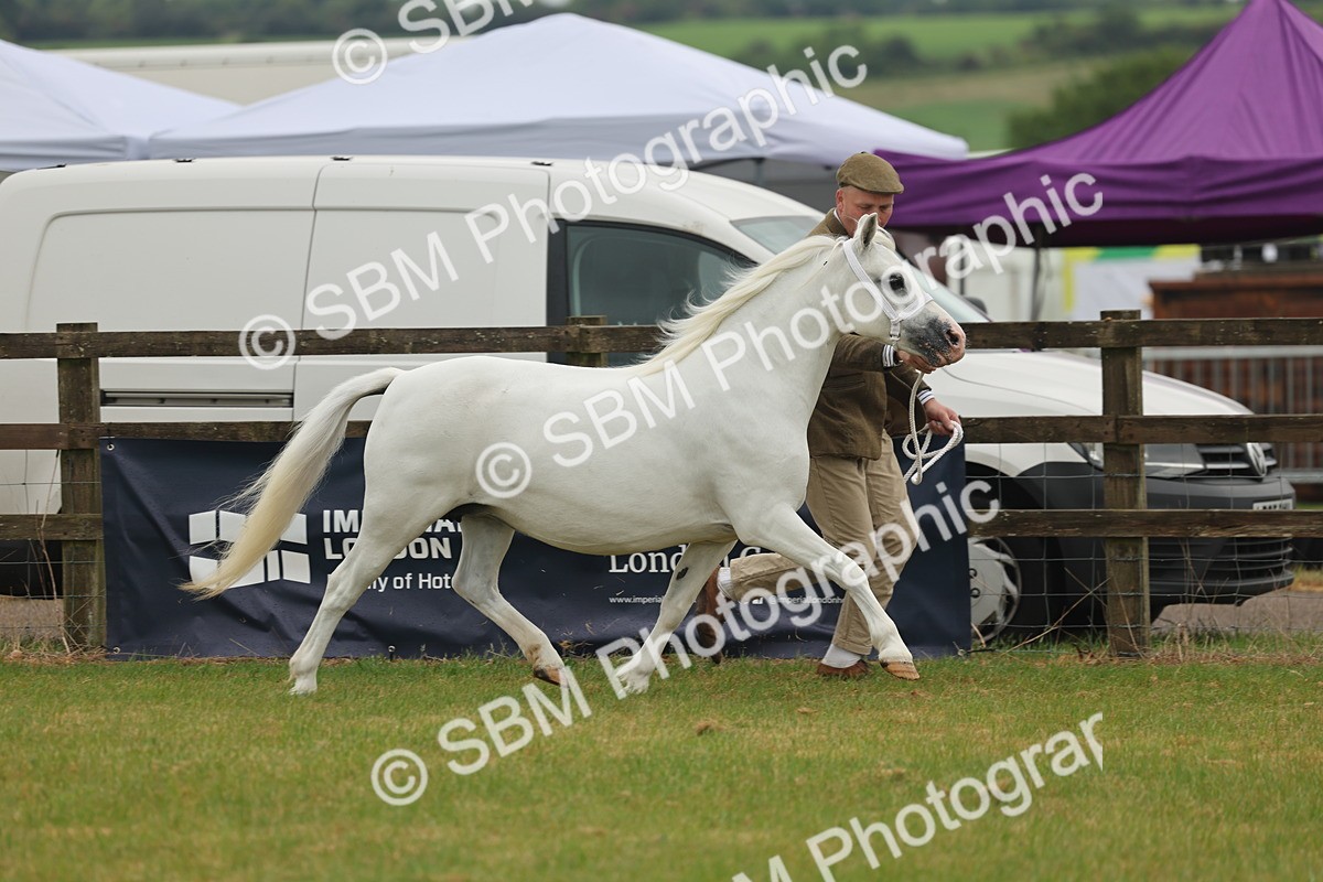 SBM_01528 - Class 50-57 - M&M Welsh Pony In Hand