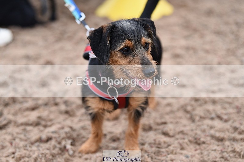 240518A-112626-00786 - Cls 1 Cutest Puppy