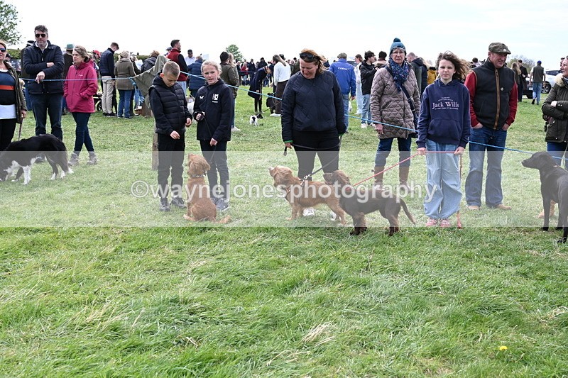 WJ6_8752 - Class 8 Best Working / Gun Dog or Bitch