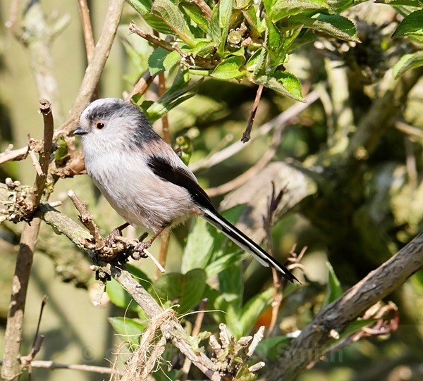 Long Tailed Tit - BIRDS & INSECTS