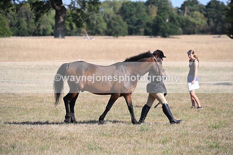 WJ6_7415 - Class 34 Judges Choice