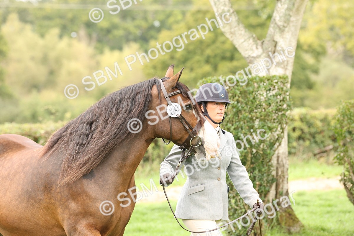 SBM_59213 - S57 - Traditional Cob In Hand