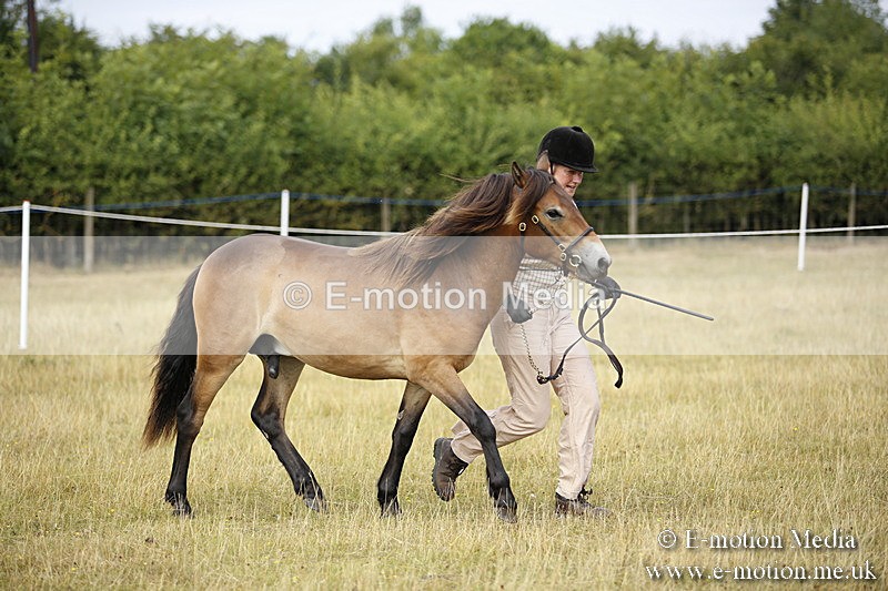 _C7A9595 - BVRC Sow 2018 Ring 2