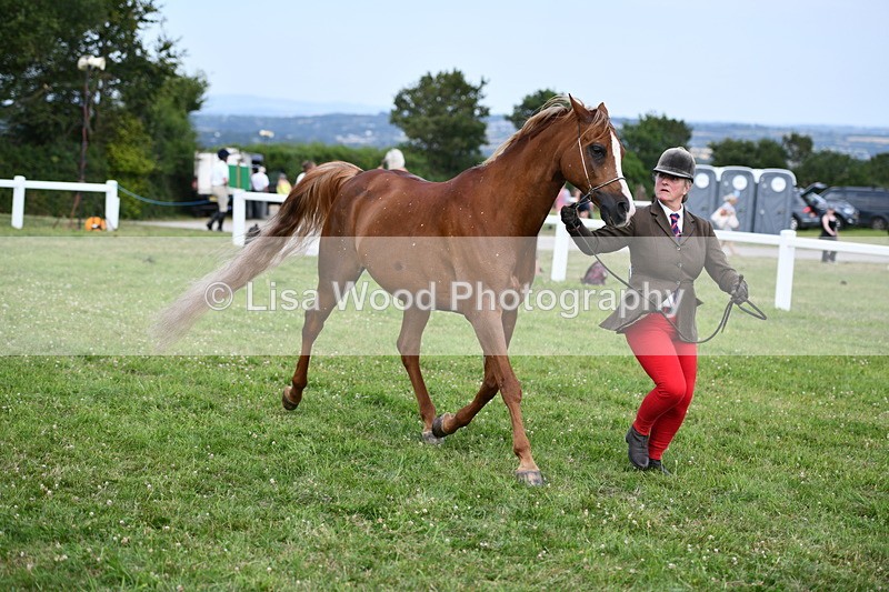 DSC_8530 - Class 69: Pure, Anglo & Part Bred In Hand Arab
